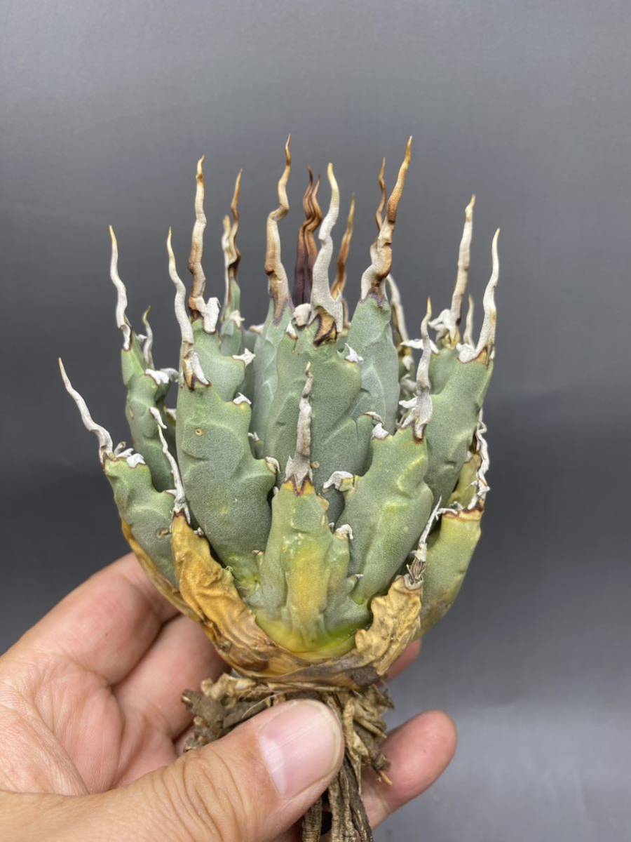 S1025-26 陽炎蕾形厚肉粗曲棘 アガベ ユタエンシス ⁄Agave