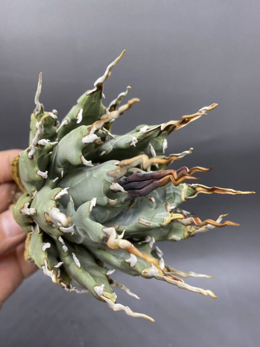 S1025-26 陽炎蕾形厚肉粗曲棘 アガベ ユタエンシス ⁄Agave