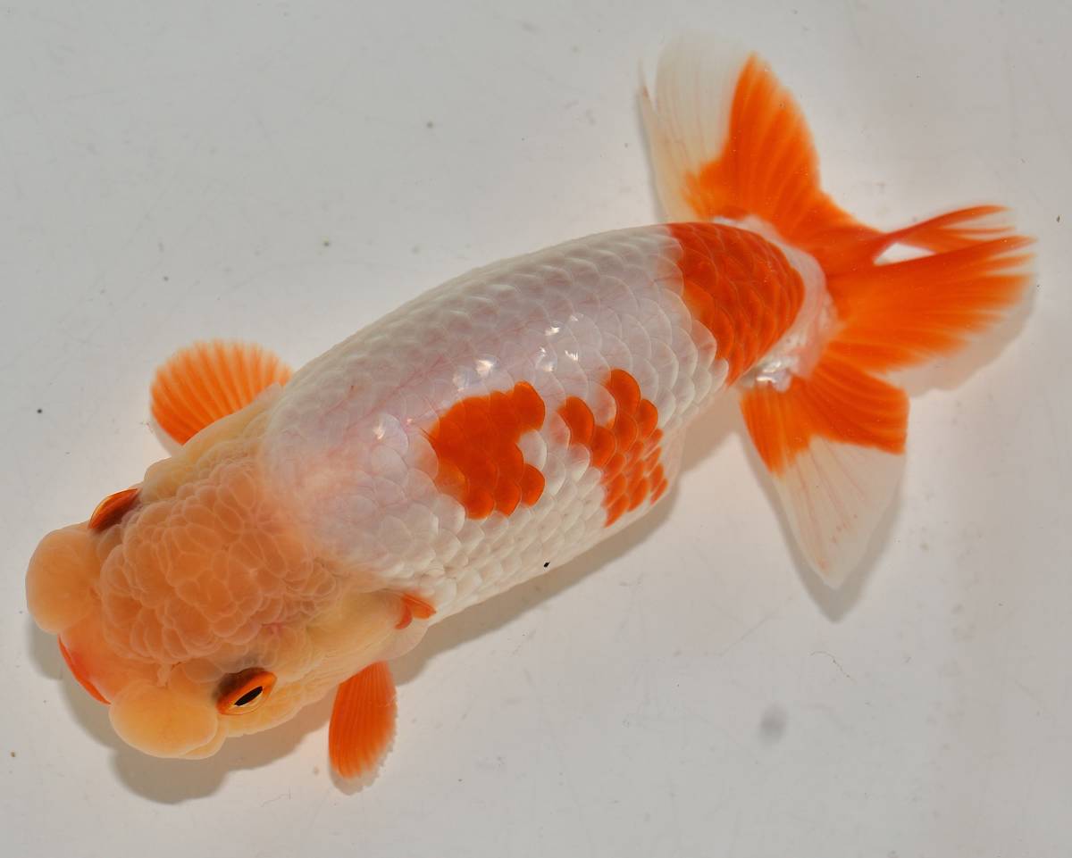 ＜GPらんちゅう＞　口紅美更紗フンタン　浜松錦友会　松田力三会長　らんちゅう　当歳　１３ｃｍ　メス　動画　5（1～5）