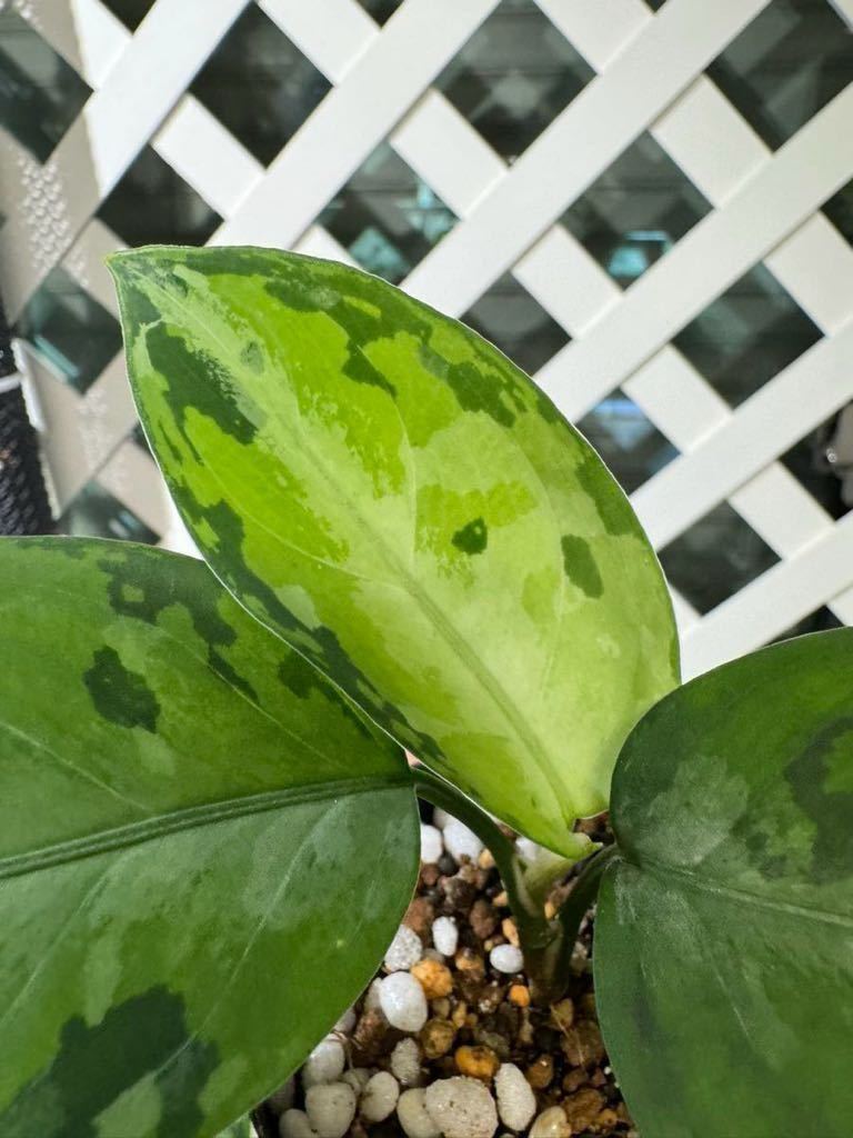 LA便 ネームド株 Endor ◇ Aglaonema pictum “Endor“ Aceh sumatera