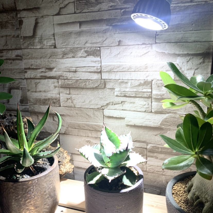 送料無料，定番人気 15W植物育成ライトGrowLight PAR20 6000K 3個