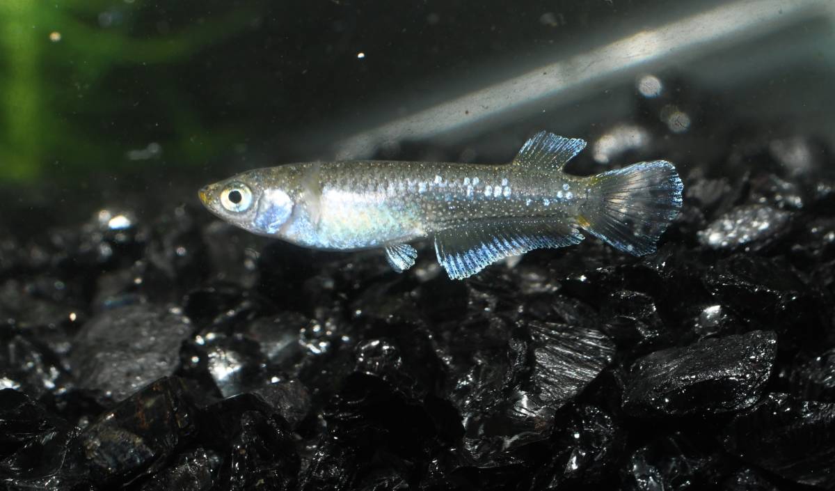 【三河めだかファームズ】M-73【フロマージュ】キッシング　垂水様ご本人ブリード個体のF1　若魚♂1♀2・20～25㎜程度　現物出品！！