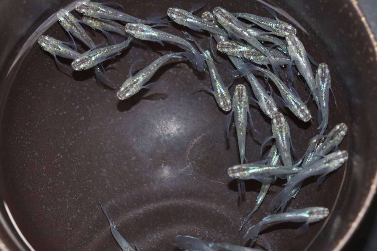 【遊楽園メダカ】現物出品　めだか　緑光半月ヒレ長　３０匹　　　　　　