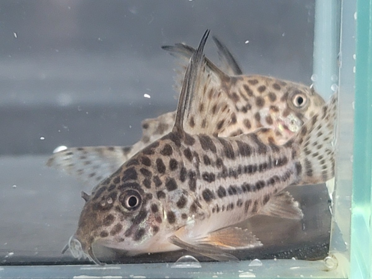 金魚家(ブリード)【ラージスポットアラグアイエンシス】【4.0cm～4.3cm】【5匹】【鹿児島県陸送発送のみ】【商品説明要確認】