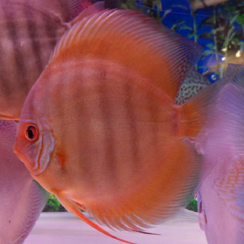 【極上】ＷＩＬＤクロス・クリペアロイヤル　即戦力　その１