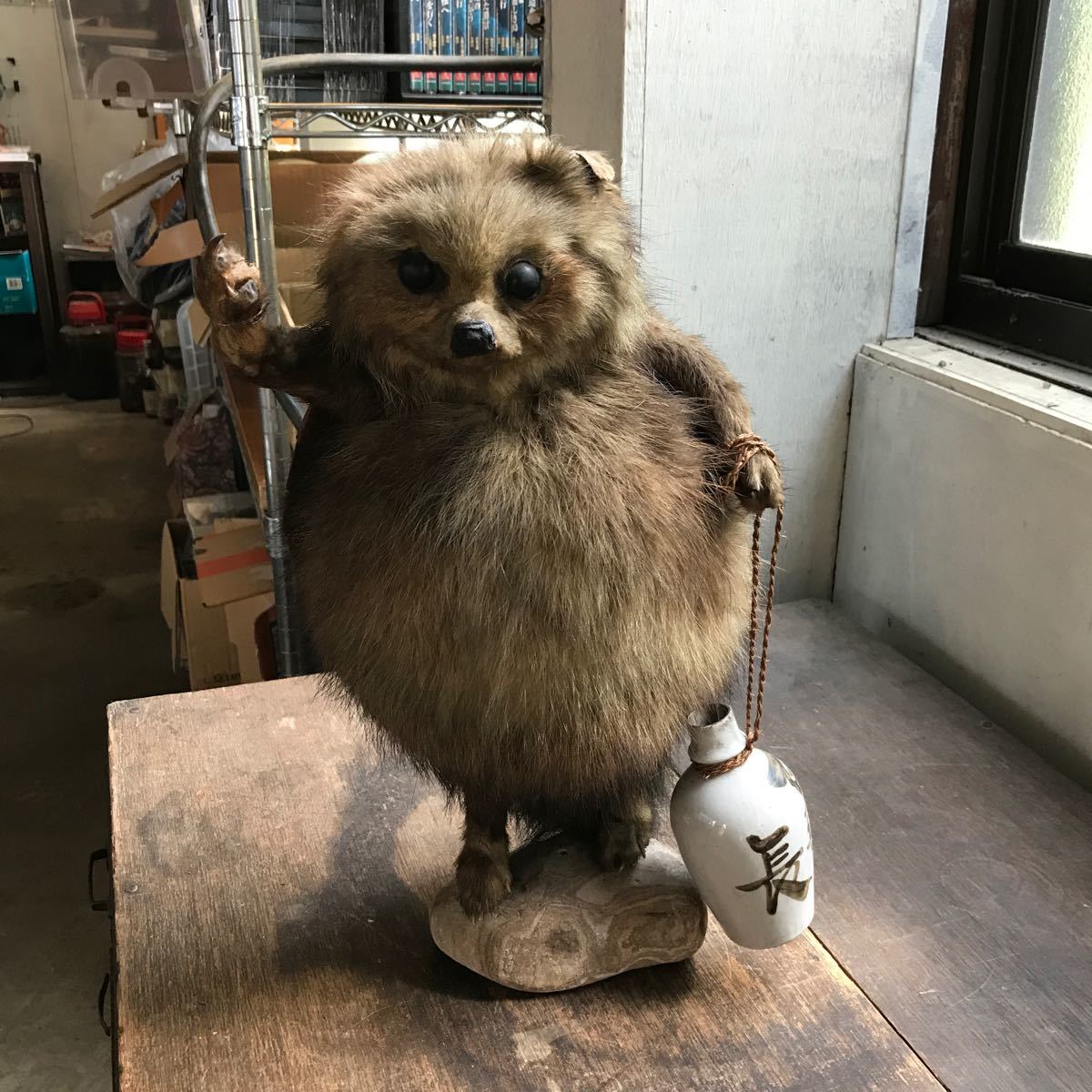 笠と徳利を持った狸 たぬき 剥製 高さ38cm 古民家 オブジェ 置き物
