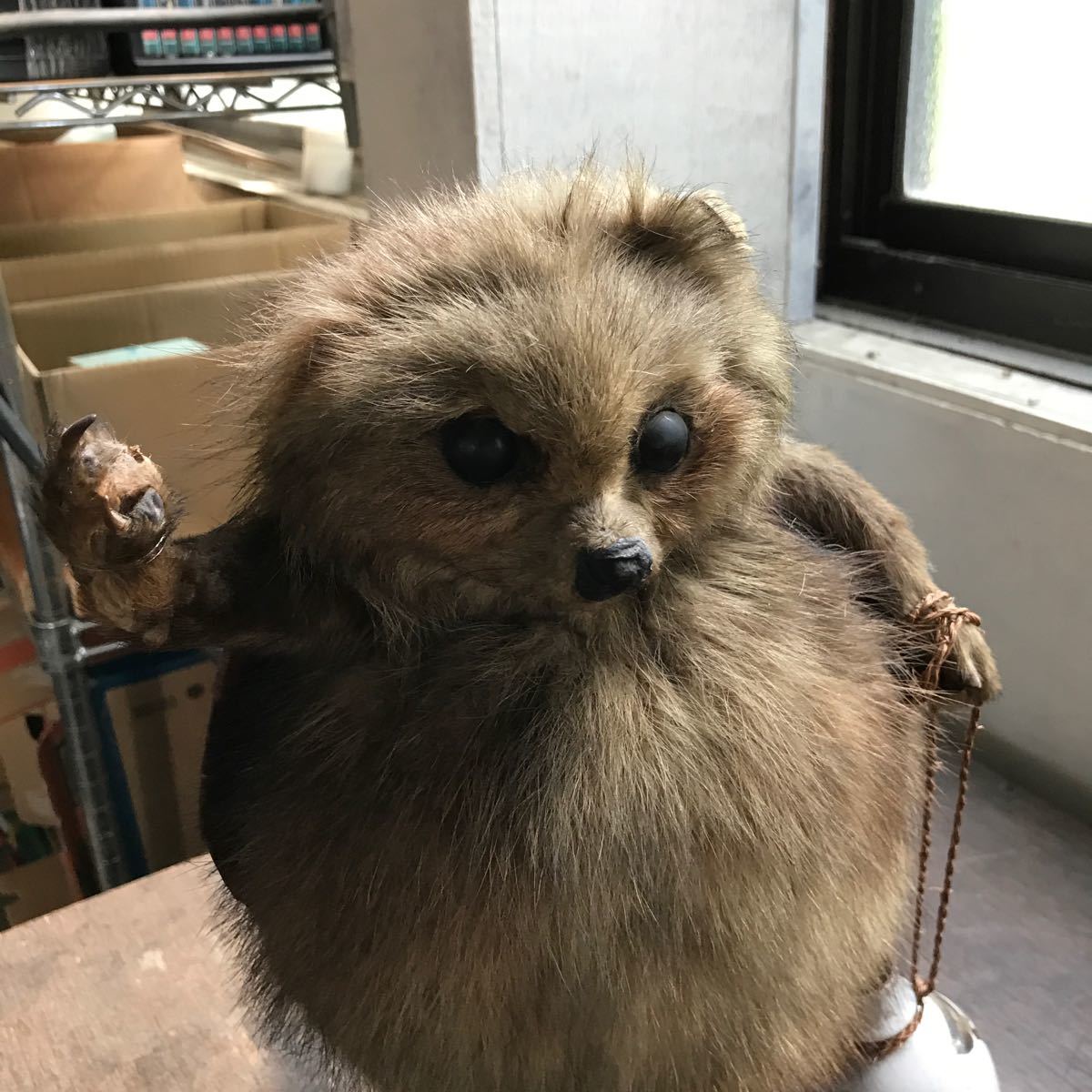 笠と徳利を持った狸 たぬき 剥製 高さ38cm 古民家 オブジェ 置き物
