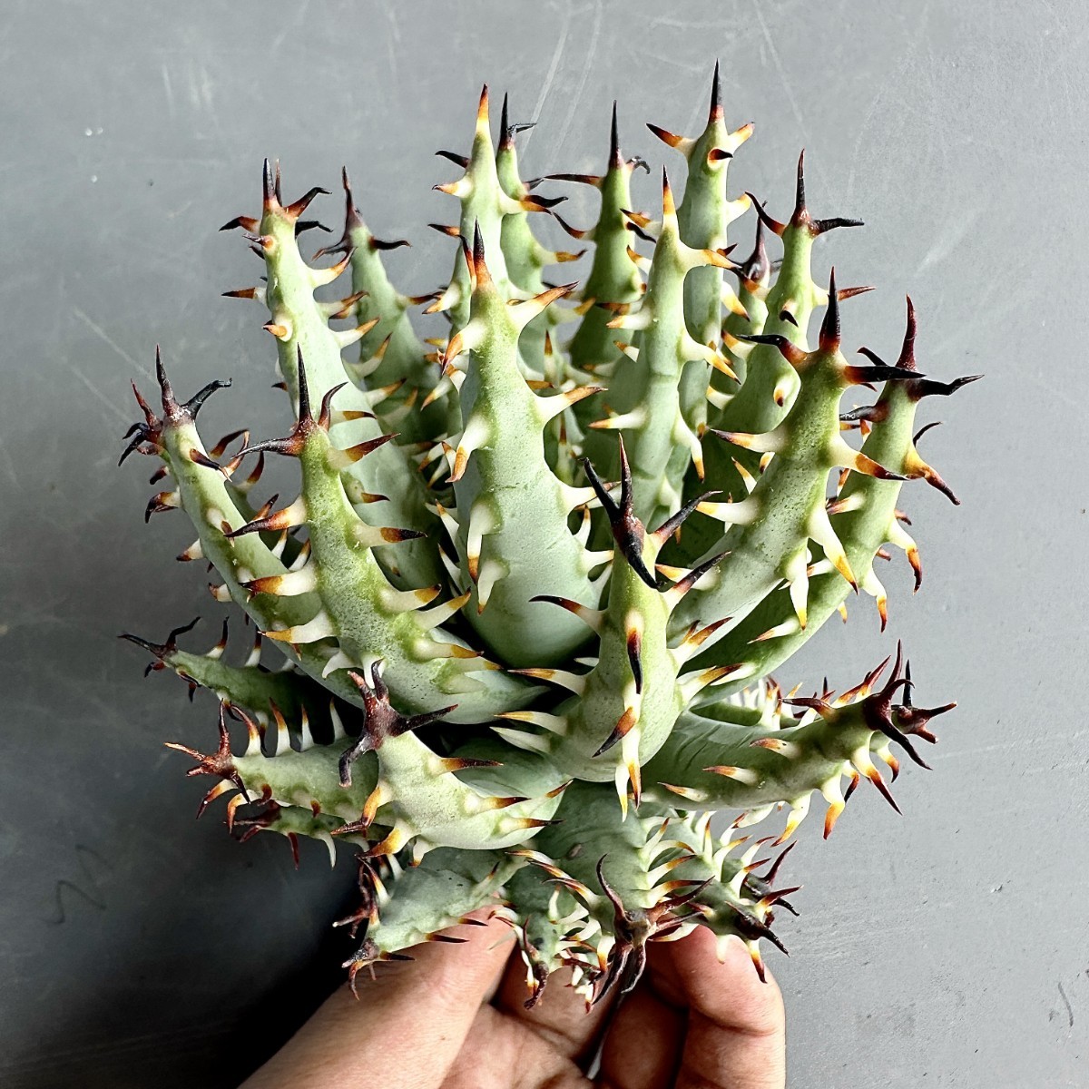 Aloe アロエ・エリナケア（Aloe erinacea）の育て方、栽培記録 ゆるぷ 