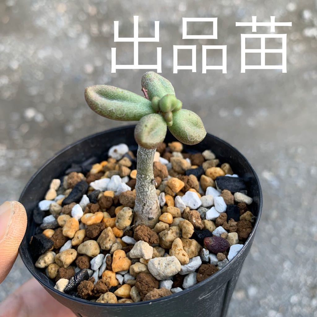 05 Tylecodon aridimontanus チレコドン アリディモンタナス 国内実生3