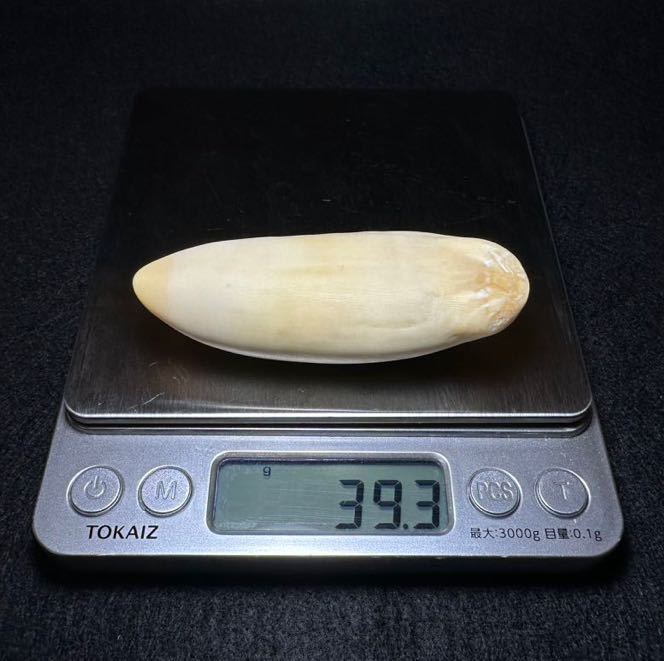 穴無し！【マッコウクジラの歯 39.3g】抹香 鯨 クジラ 歯 牙 印材 印材