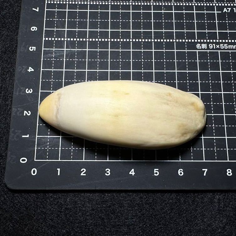 穴無し！【マッコウクジラの歯 39.3g】抹香 鯨 クジラ 歯 牙 印材 印材