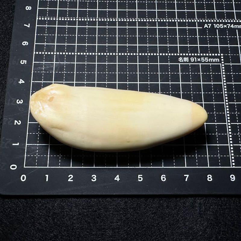 マッコウクジラ 歯 鯨歯 特大 202g 201g印材や工芸品の素材などに
