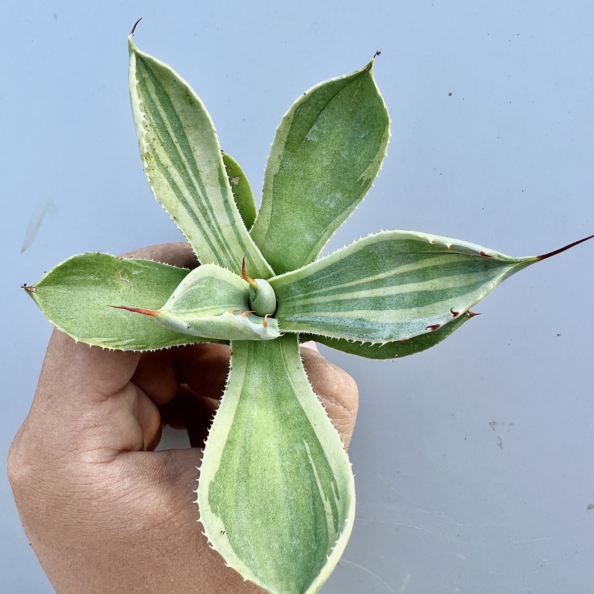 A65-12 アガベ パリー トランカータ ライムストリーク 縞斑 覆輪 鮮明錦 極上錦 超綺麗株 