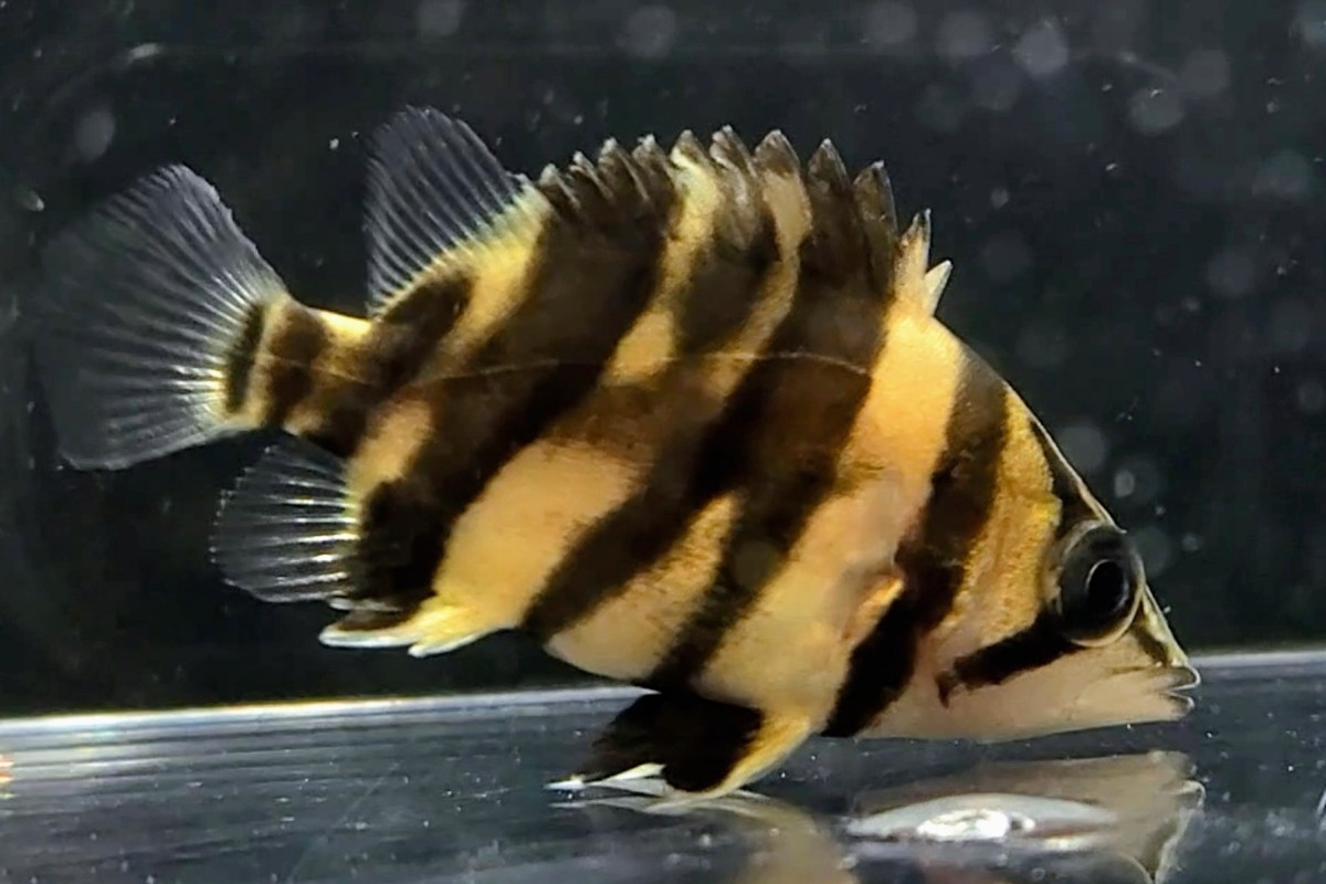 珍しい腹巻きフォークバンド ダトニオ 4cm 保証有り (淡水魚)｜売買 
