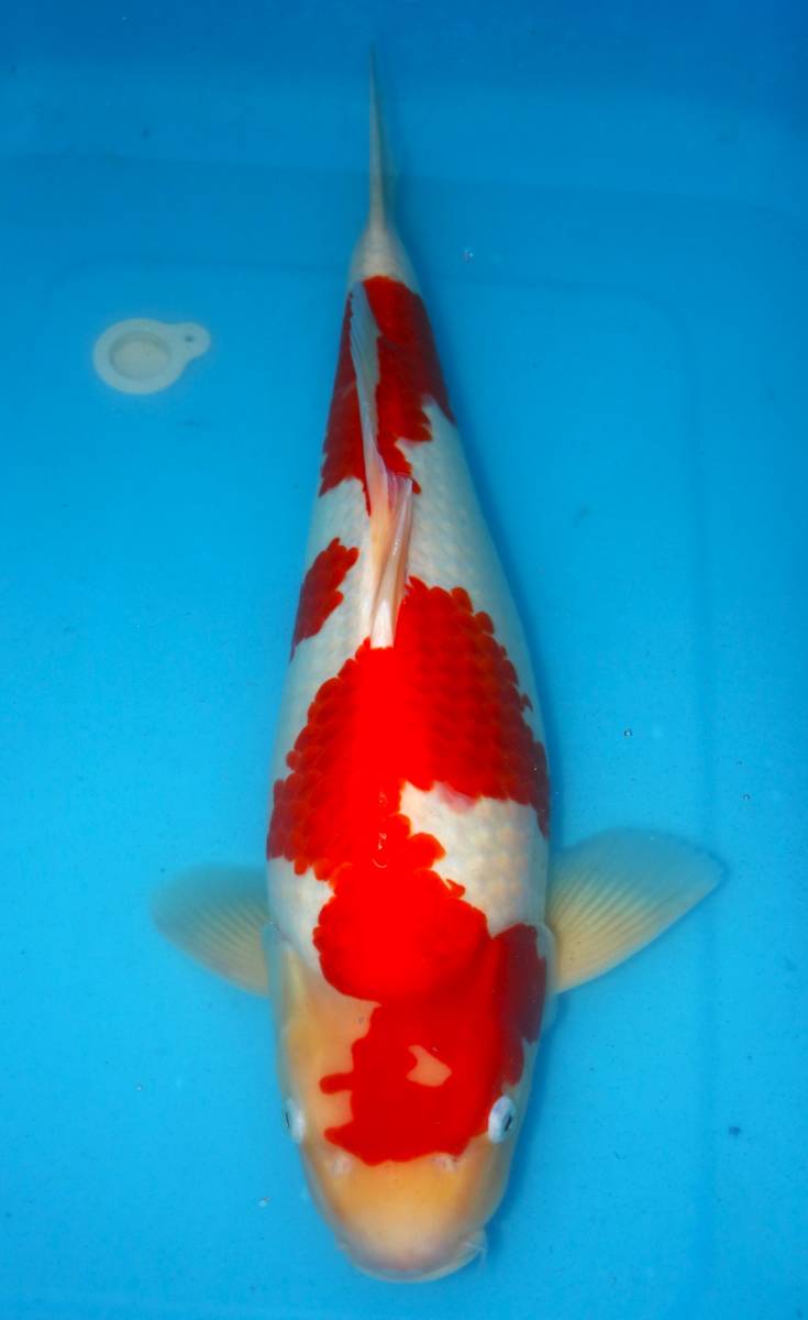 新潟県産錦鯉 60cm 4才（プラチナ×紅白）＝孔雀 公式通販 北鯉NO