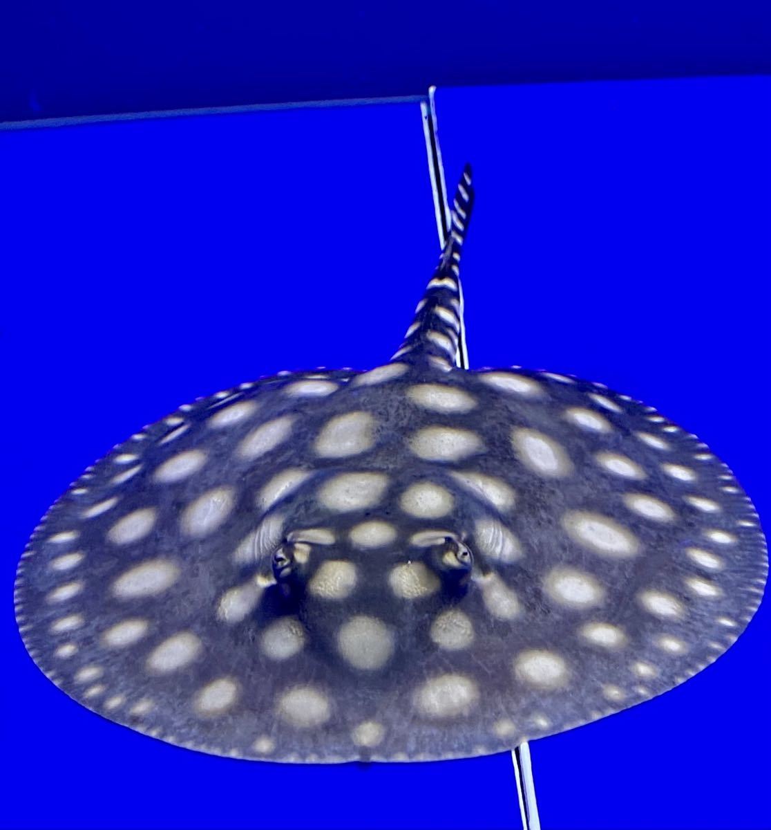 最高極上極美個体　超ビックスポットブラックダイヤモンドポルカ　雄　13センチ前後