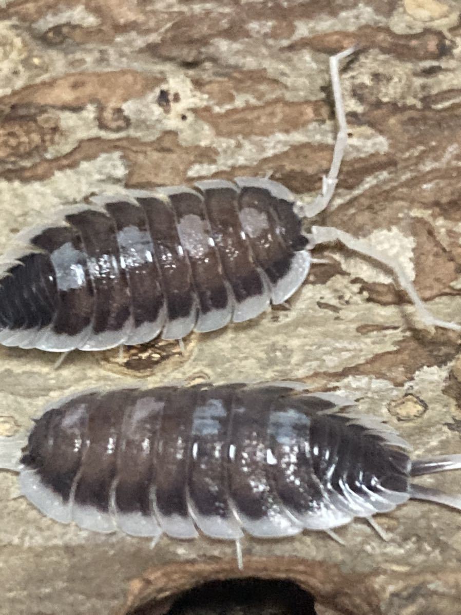 ギュスターブオオワラジムシ　亜成体6匹＋α