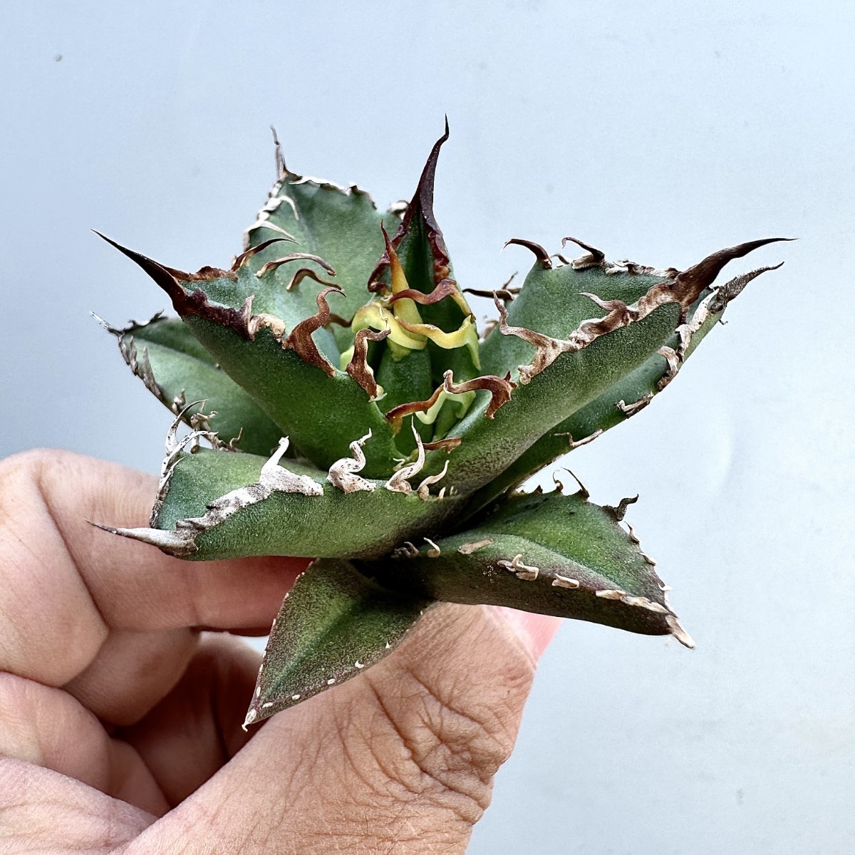 SS20 激レア高級品種 アガベ チタノタ シーザー super caesar 正規品です 極上強棘 狂刺 厳選極美極上株