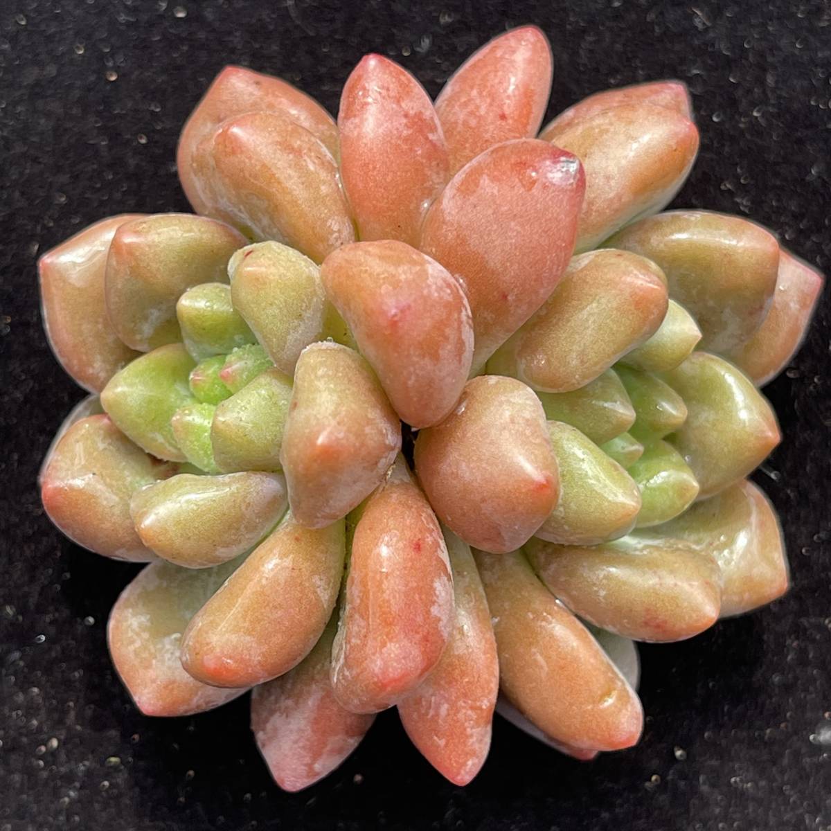27株 X61-2 多肉植物 エケベリア シャネル 超美苗 サボテン 観葉植物 花 園芸 レア種