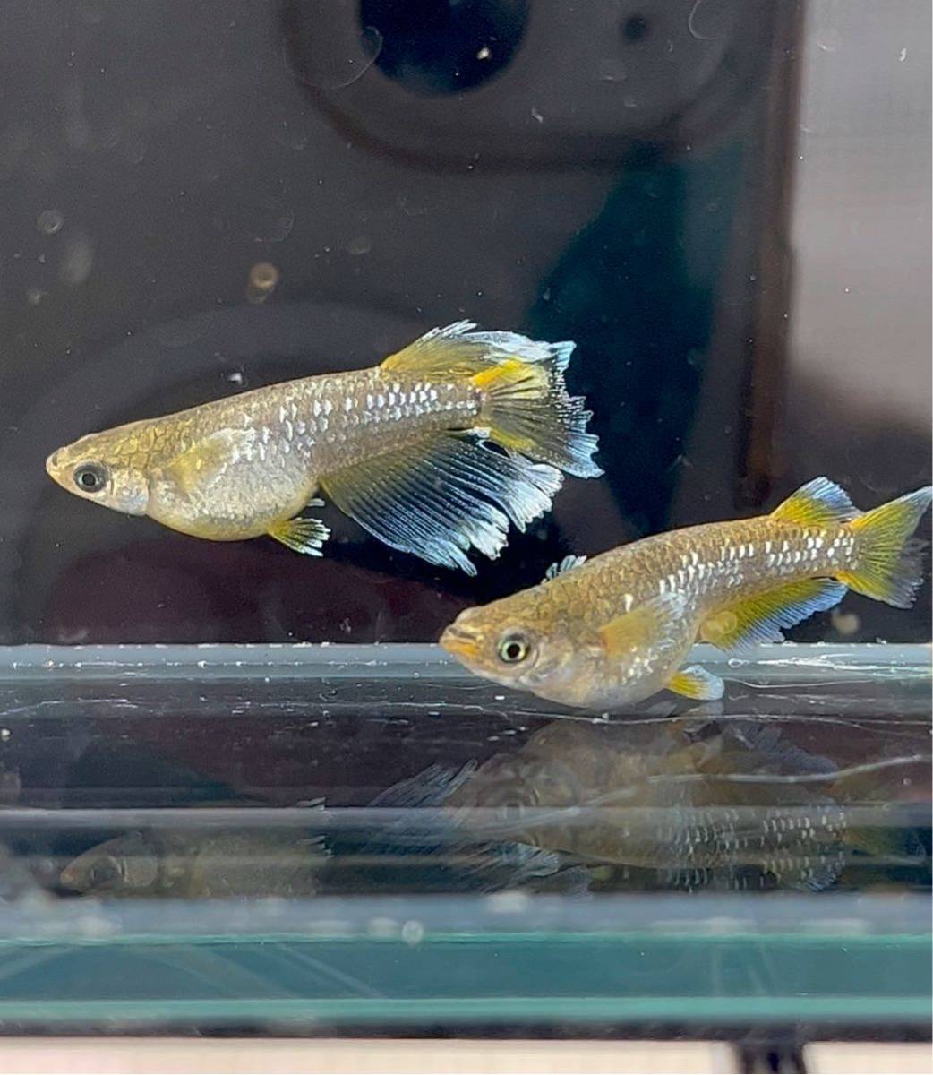 【めだかのバタ子】　極上フロマージュ　キッシングタイプA