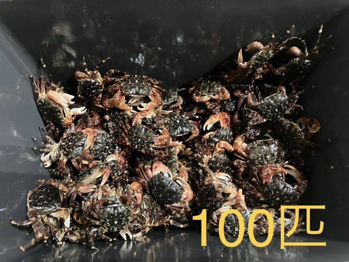 石鯛 釣り餌 冷凍ヤドカリ 200匹 公式通販