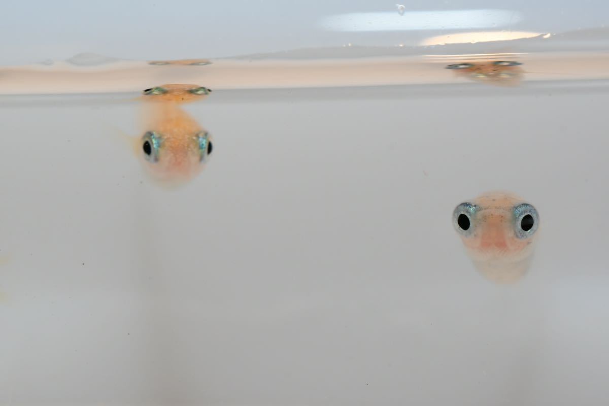 【ハチマル】現物　ポニョ　若魚　オス1メス3+オマケ　　出目目前　透明鱗　紅ほっぺ　ダルマ因子持ち　ぽにょ　16-04