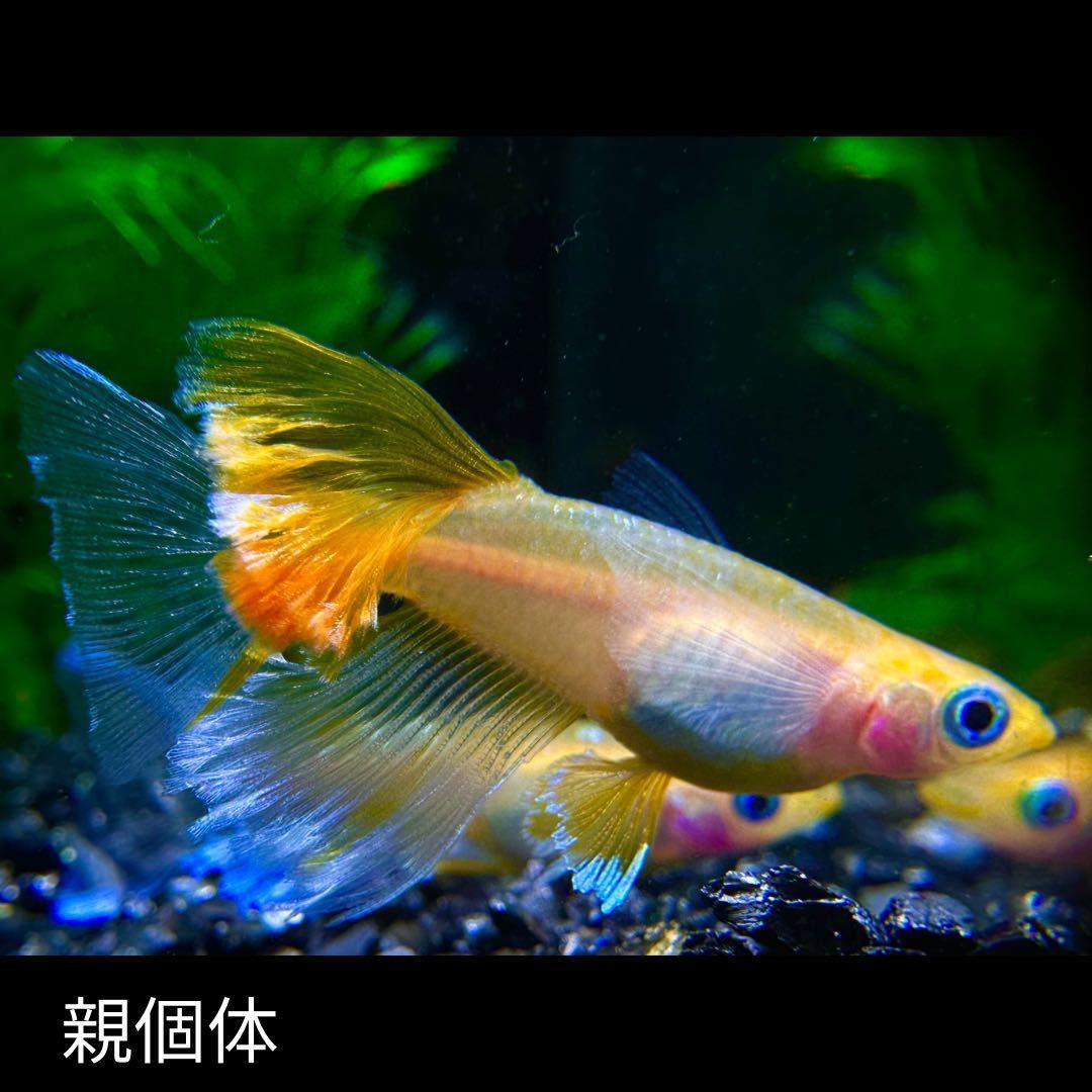 目高工房江戸】緋合歓（ヒネム)若魚 1ペア＋ヘテロメス1 めだか日記 