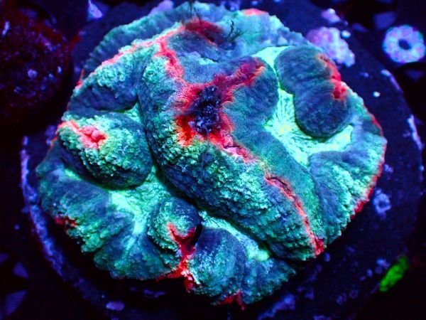 AJISAI】＊美カラー＊『ハナガタサンゴ』(Turquise Red Lobophyllia