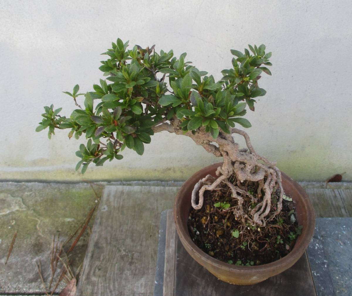 小品 根上がり さつき盆栽 ◇美空◇ 鉢 5号 皐月（さつき） 盆栽