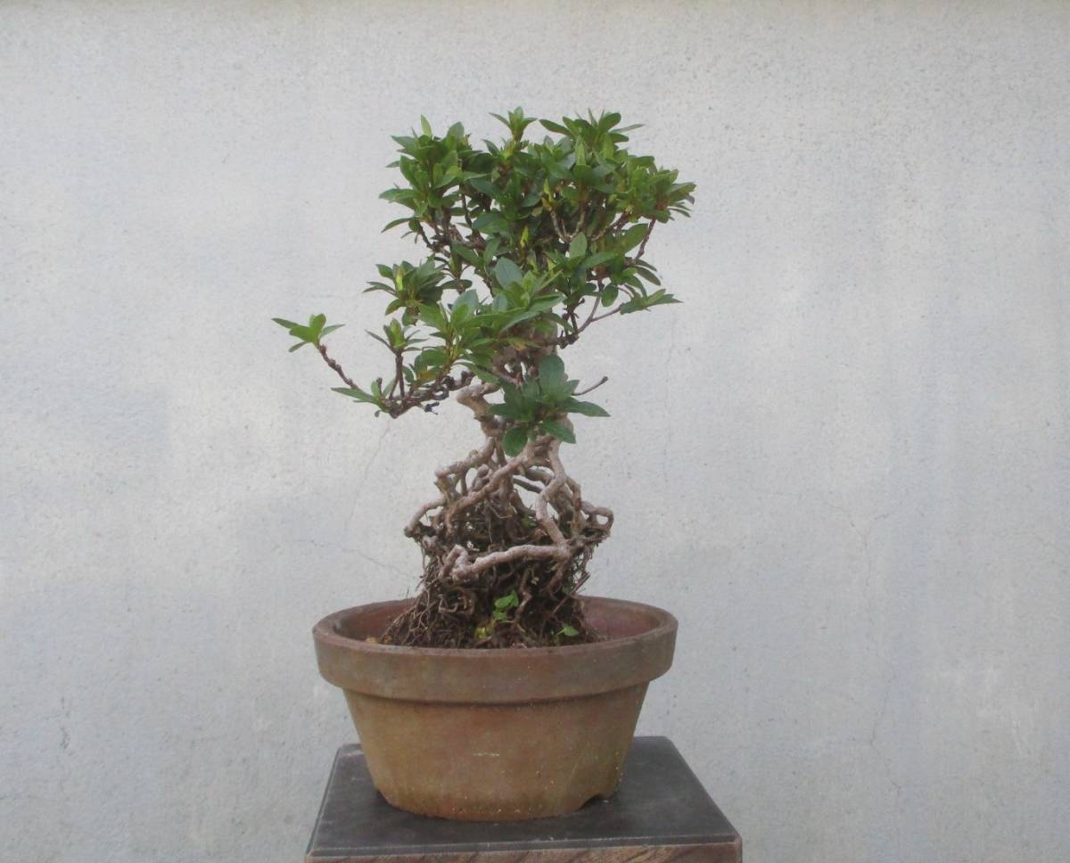 小品 根上がり さつき盆栽 ◇美空◇ 鉢 5号 皐月（さつき） 盆栽