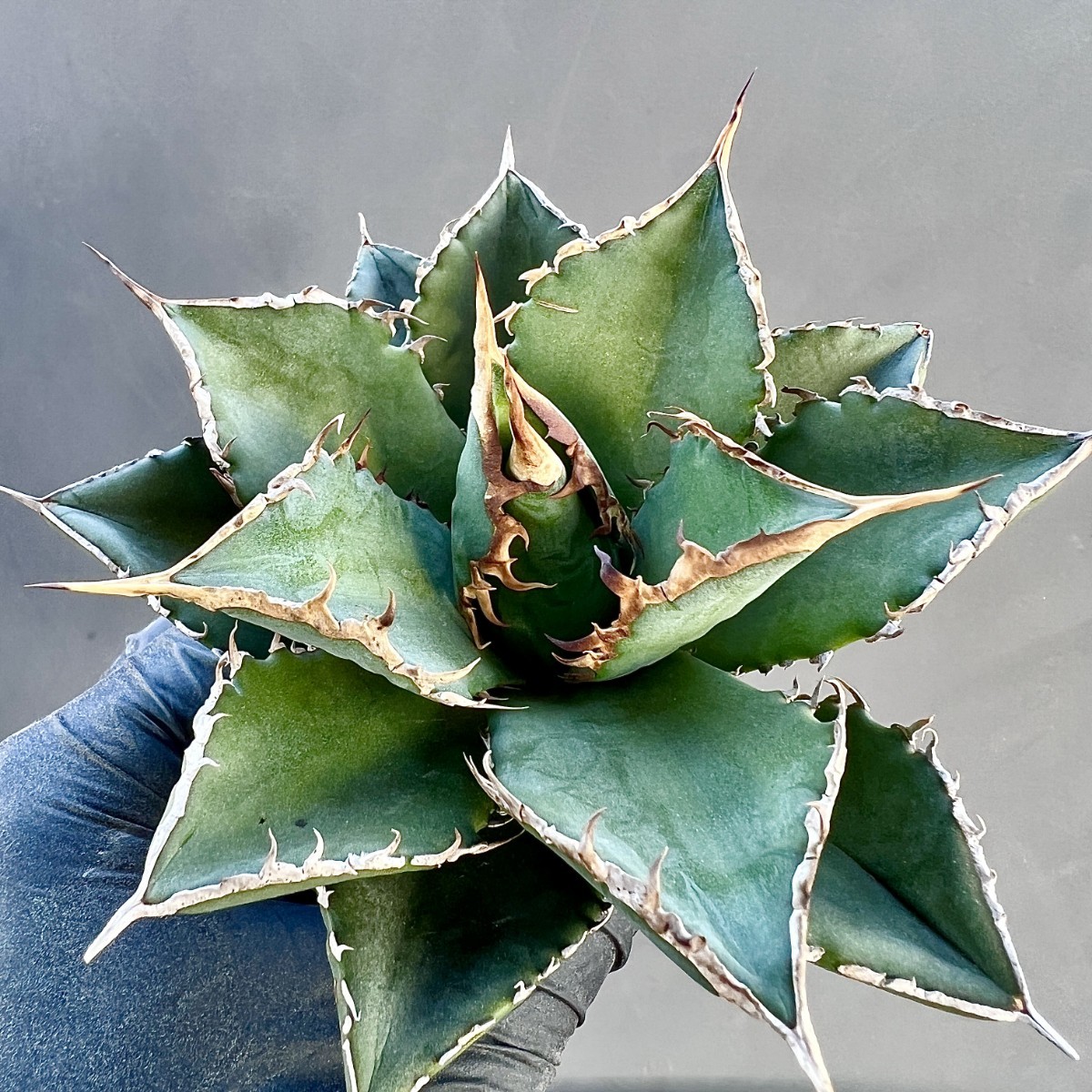 B57-25 アガベ チタノタ 海王 激レア高級品種 強棘 狂刺 極上株 特選