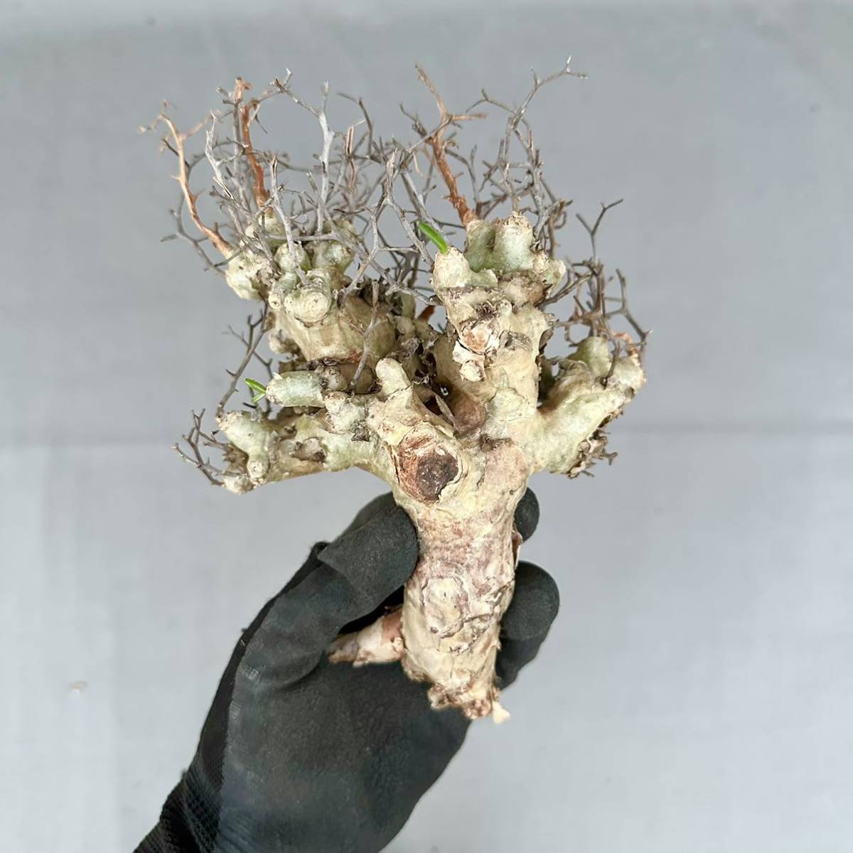 32 Tylecodon reticulatus / チレコドン レティキュラータス 万物想 [検索] ユーフォルビオイデス ワリチー ピグマエア ペラルゴニウム 