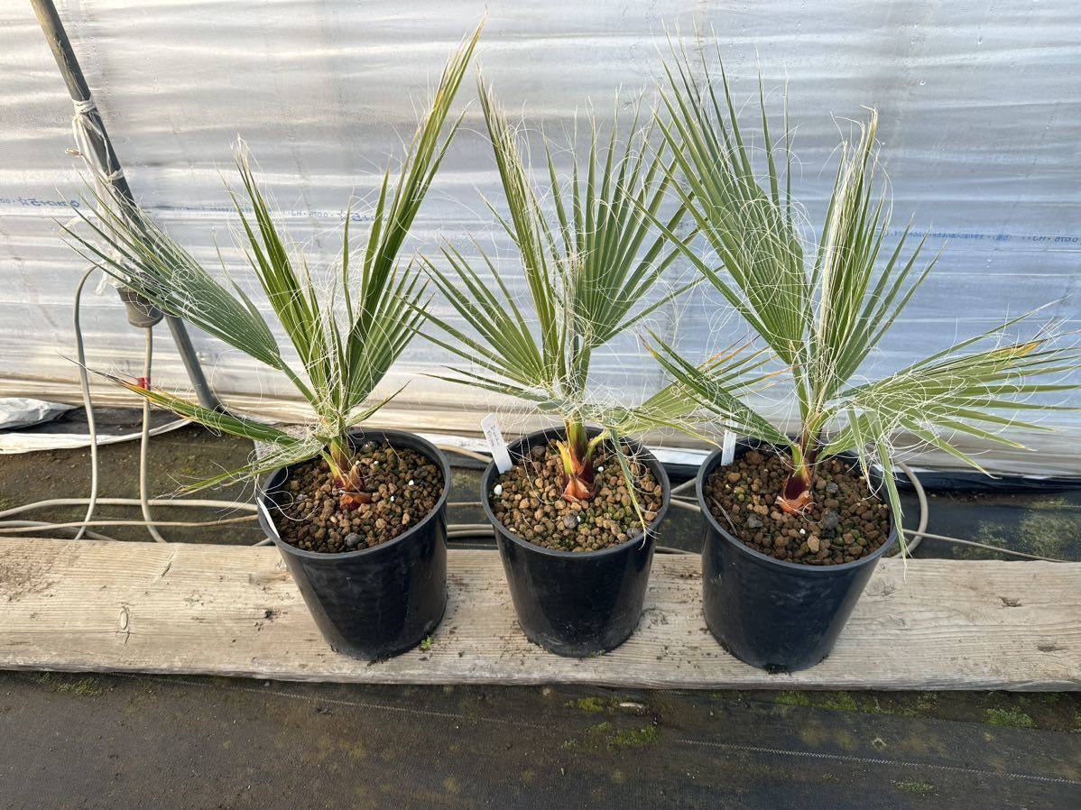 ワシントンヤシ BIGサイズ3本セット☆ワシントンヤシ☆苗 3本セット☆