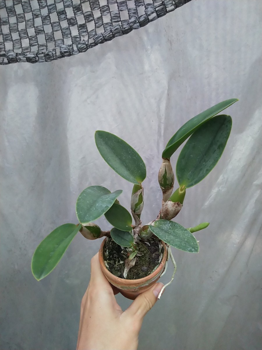 洋蘭原種 C. walkeriana s/a 'Pa-06' × 'Madou Model' 初花つぼみ付き