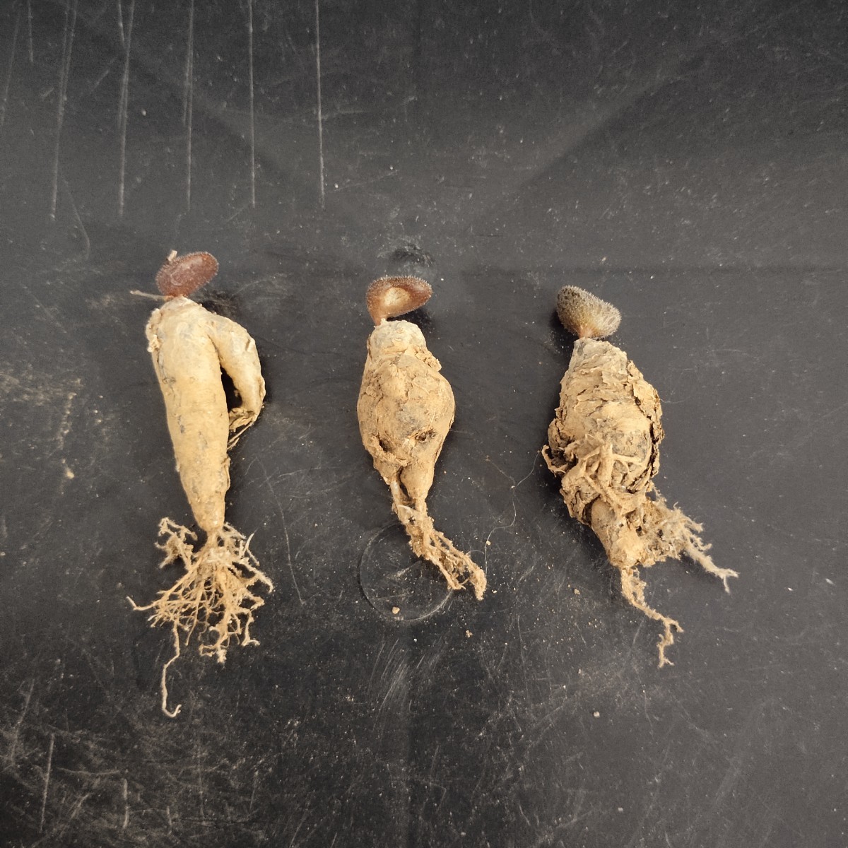 AS793珍奇植物 チレコドン 新品種 Tylecodon occultans亜種3株