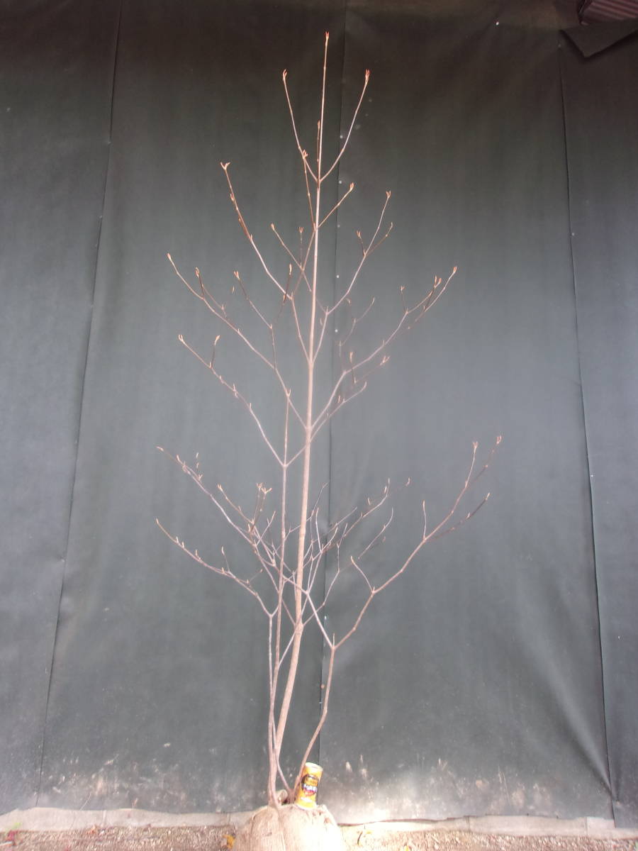 ◆◆ムシカリ　山取　◆◆９０５