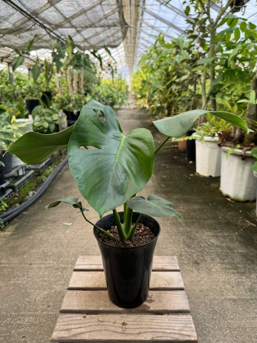 モンステラ モンステラ・デリシオサ・グリーンモンスター ☆ Monstera