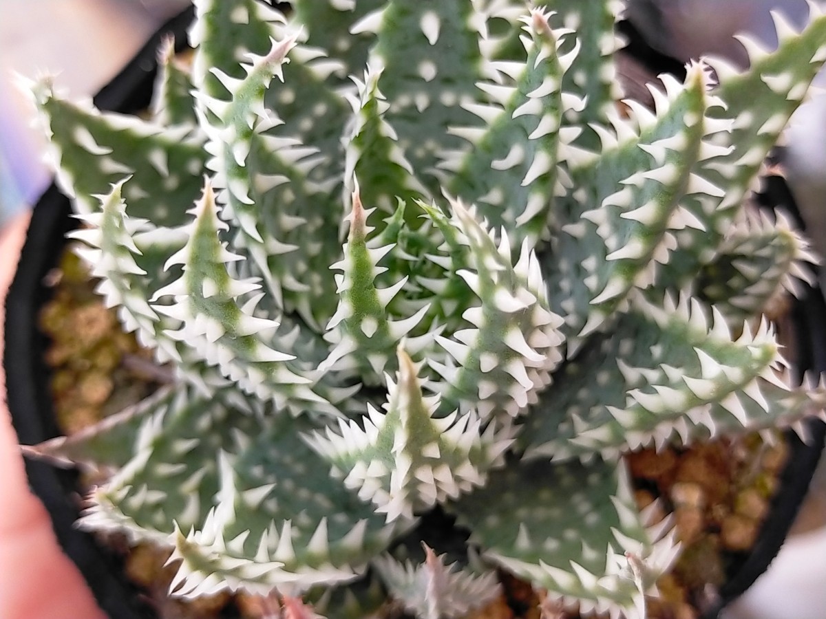 実生 強刺プラテンシス キズあり 多肉植物 アロエ 発根済み