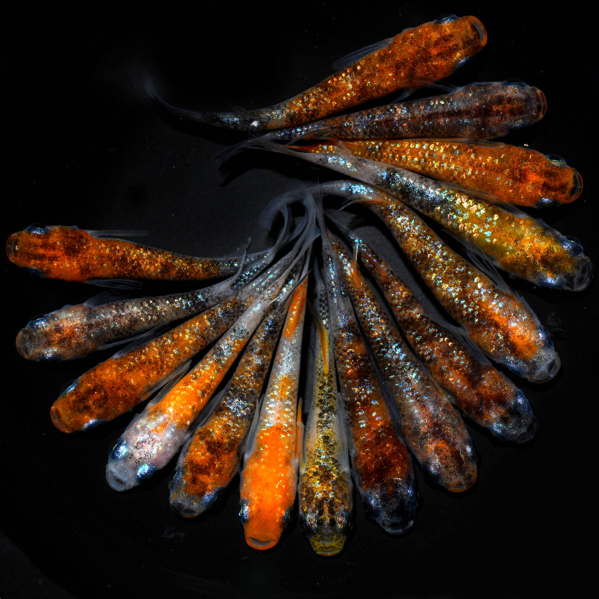 ◆天双メダカ◆　三色ラメミックス　15匹　Y37