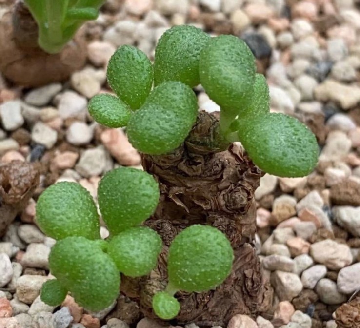 Tylecodon sulphureus - 大苗！希少サボテンTylecodon CAUDICIFORM