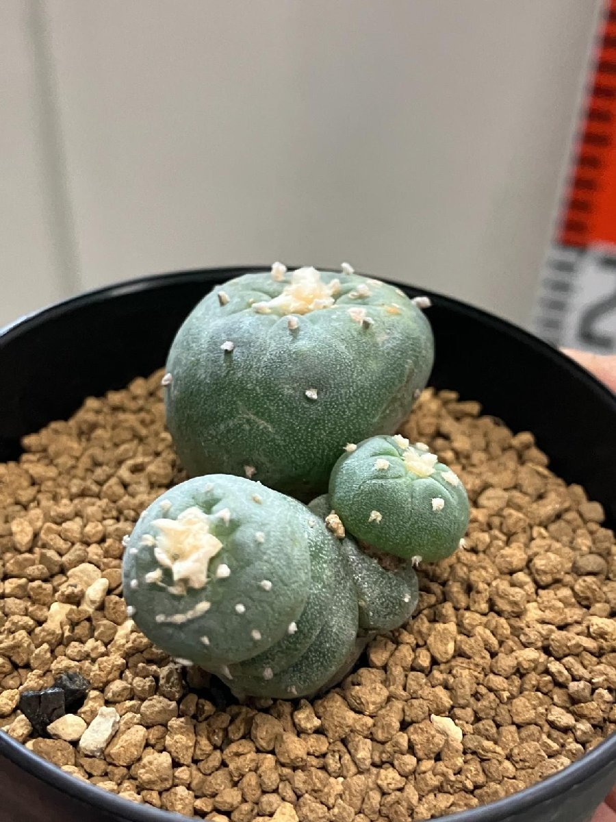 オ7006 「サボテン」ロホホラ 銀冠玉 綴化【Lophophora williamsii var. decipiens ロフォフォラ 白肌銀冠】