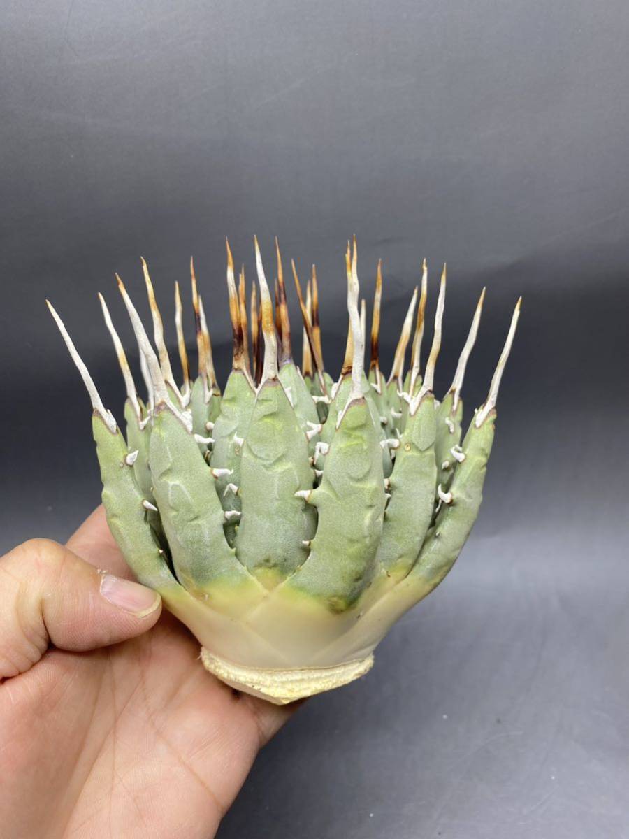S1124-88 陽炎蕾形厚肉粗曲棘 アガベ ユタエンシス /Agave utahensis