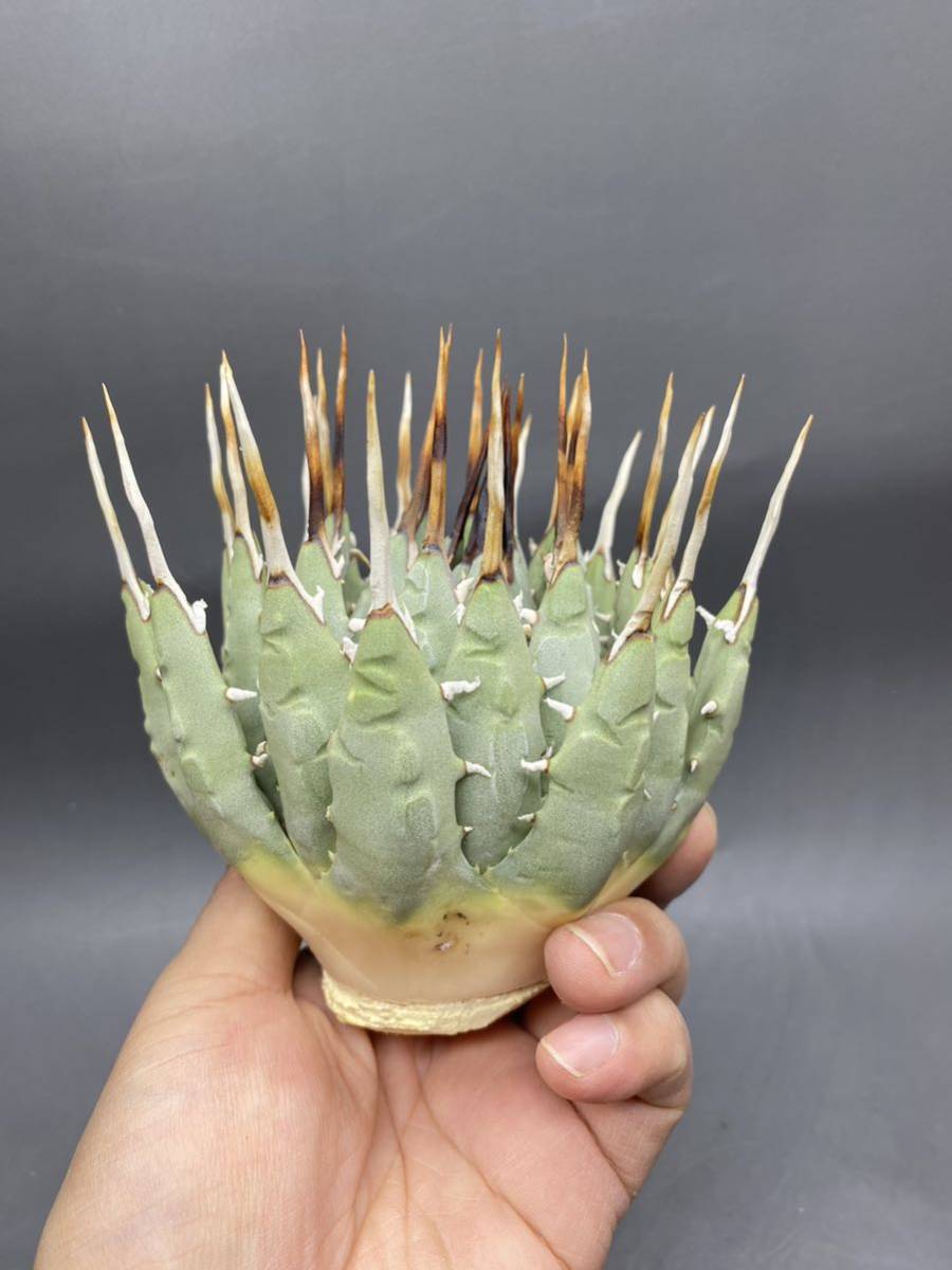 S1124-88 陽炎蕾形厚肉粗曲棘 アガベ ユタエンシス /Agave utahensis