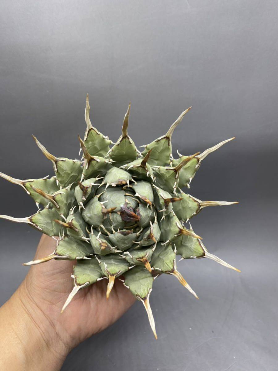 S1124-88 陽炎蕾形厚肉粗曲棘 アガベ ユタエンシス /Agave utahensis