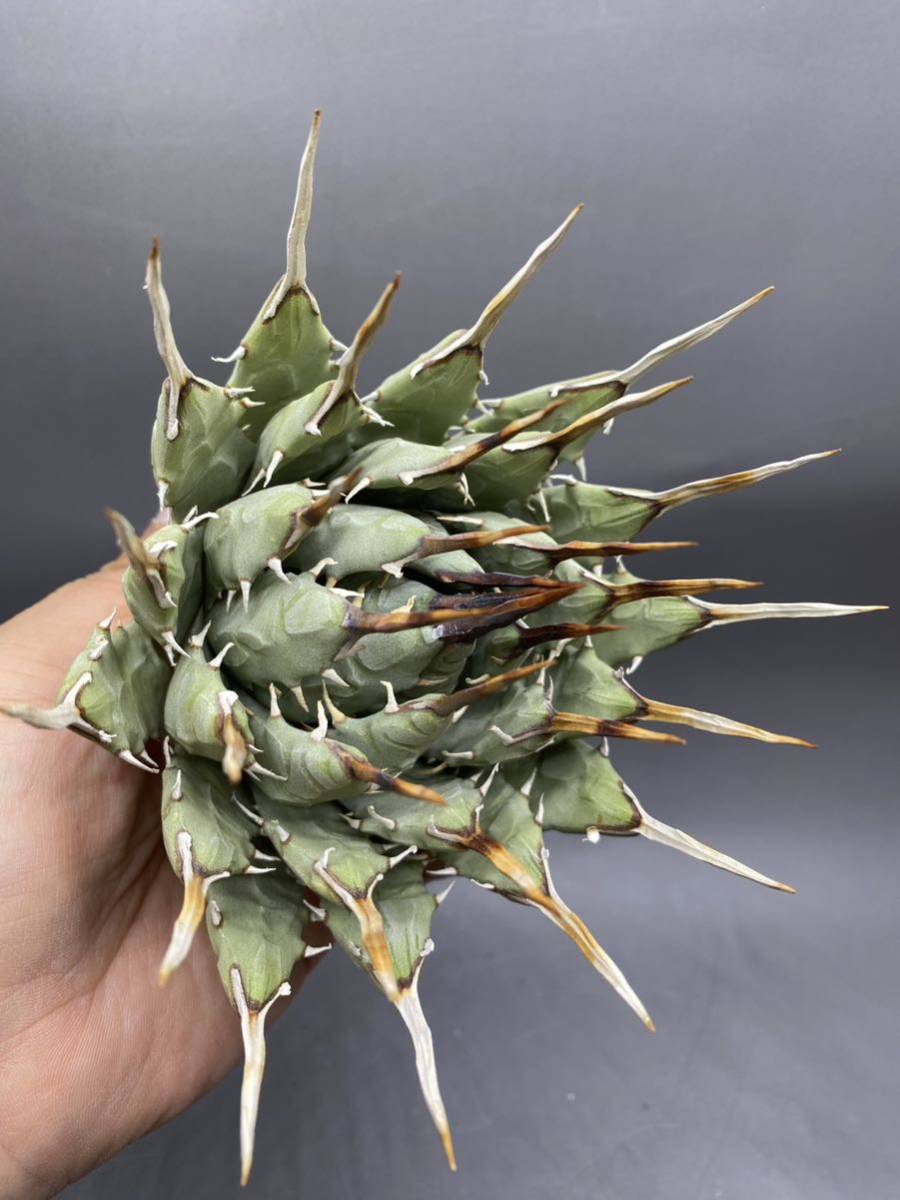 S1124-88 陽炎蕾形厚肉粗曲棘 アガベ ユタエンシス /Agave utahensis