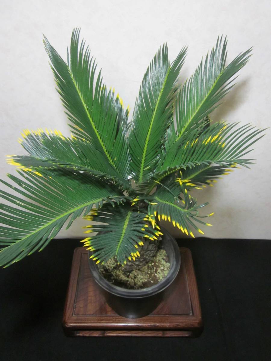 金環蘇鉄 キンカンソテツ 6号鉢 ソテツ 植木 1鉢 （金環蘇鉄） はなみどり 金環