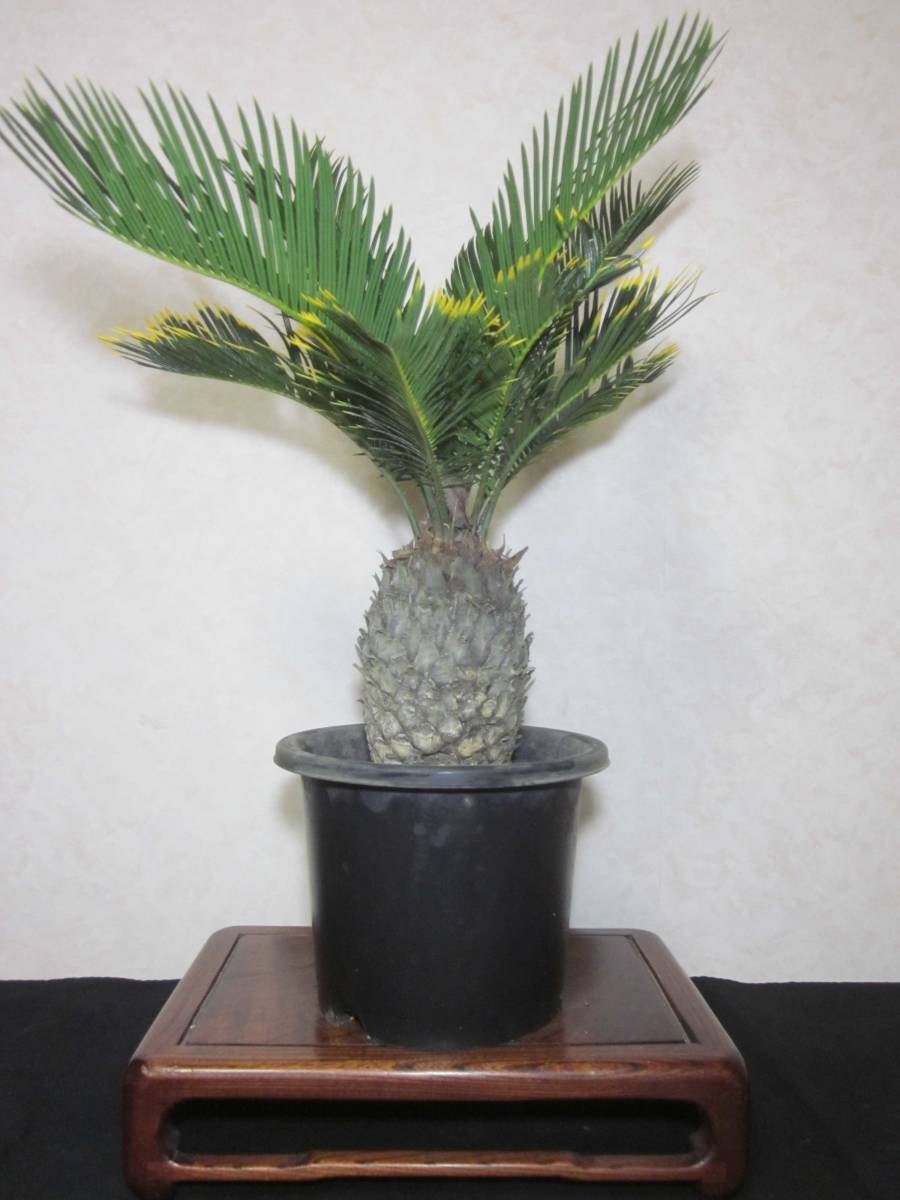 キンカンソテツ 6号鉢 ソテツ 植木 1鉢 （金環蘇鉄） はなみどり 金環