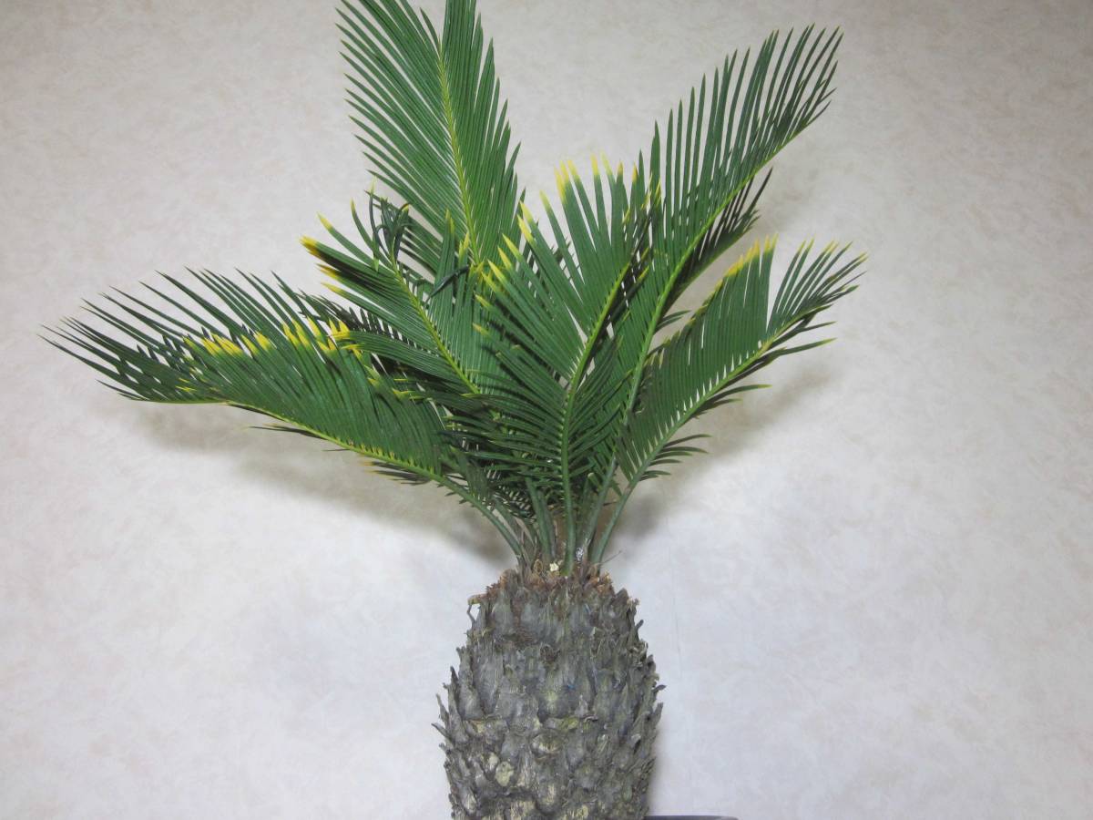 キンカンソテツ 6号鉢 ソテツ 植木 1鉢 （金環蘇鉄） はなみどり 金環