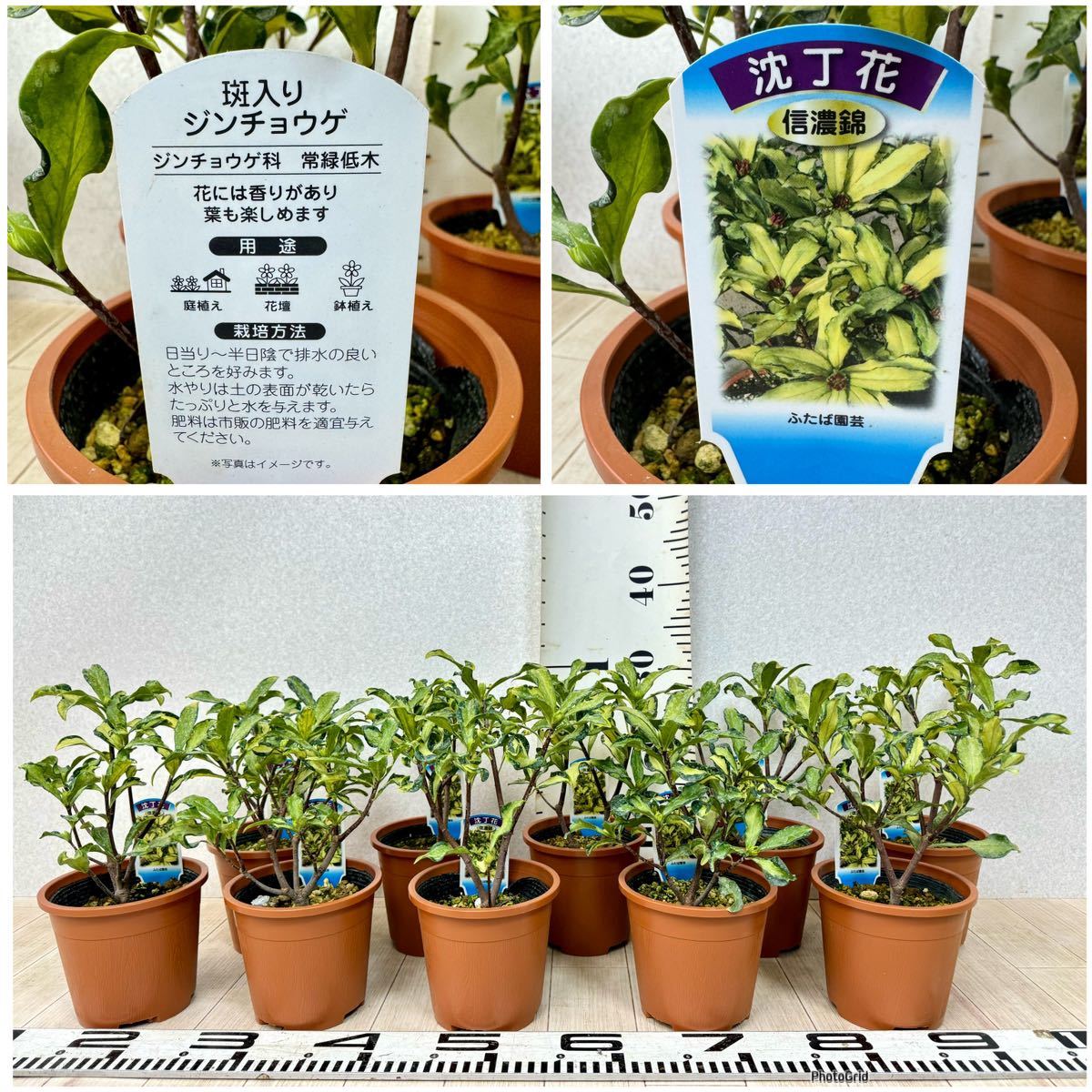 【斑入沈丁花　信濃錦（しなのにしき）花芽有　10鉢セット　4号　送料無料】