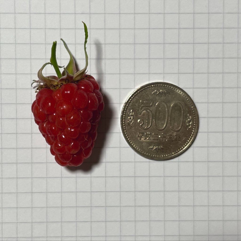 ラズベリー Tulameen トゥラミーン　苗　8号鉢_1